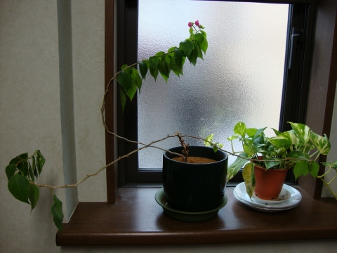 c0322794_16143458.jpg
