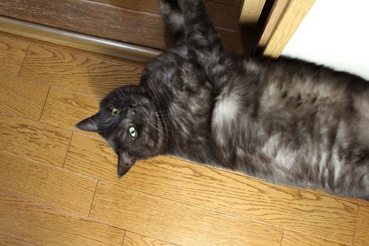 ふとりすぎ?_a0333195_17050717.jpg