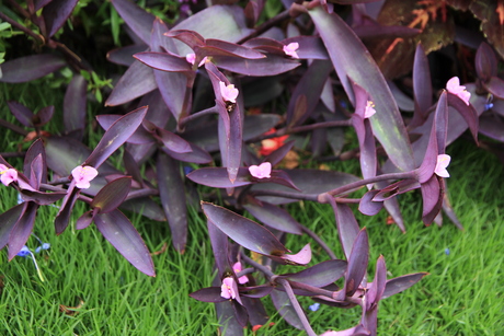 紫色の葉を楽しむセトクレアセア 神戸布引ハーブ園 ハーブガイド ハーブ花ごよみ