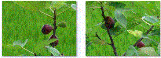f0231709_1265221.gif