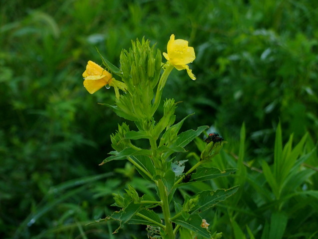 d0048812_1125145.jpg