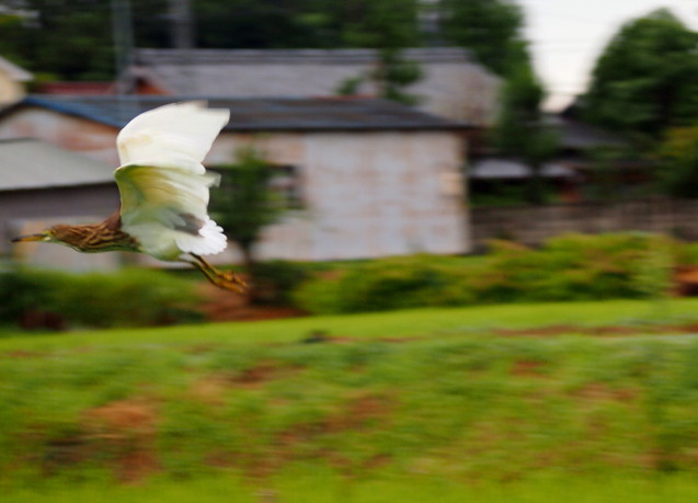 雨上がりの赤頭鷺、活発な動き　\'16/08/28_d0048812_1184746.jpg