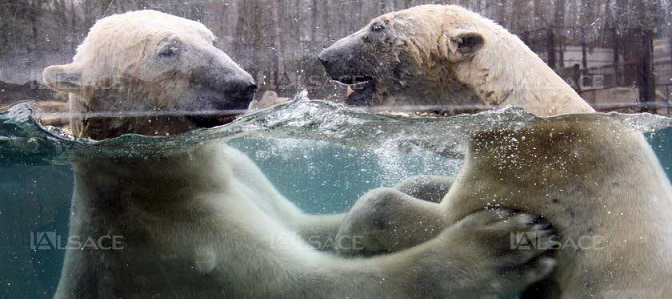 フランス東部・ミュルーズ動物園、ホッキョクグマの繁殖に一抹の不安を感じさせる同園での三頭同居_a0151913_1283281.jpg