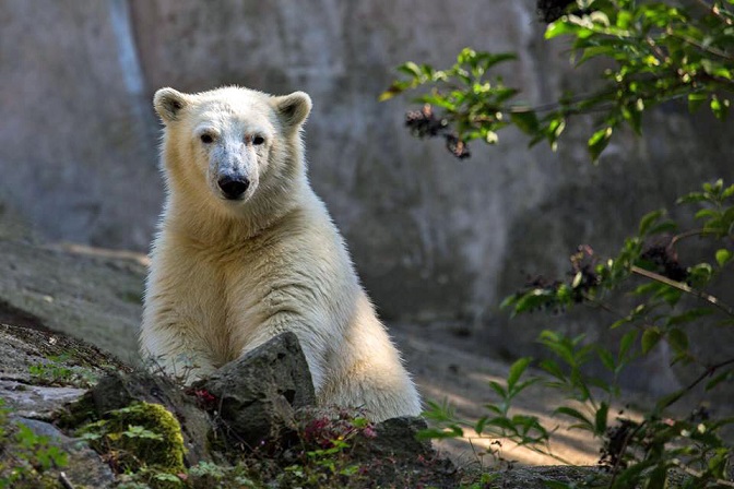 チェコ・ブルノ動物園のノリア、そして母親であるコーラとの間に流れる緊密で濃厚な時間_a0151913_1944381.jpg