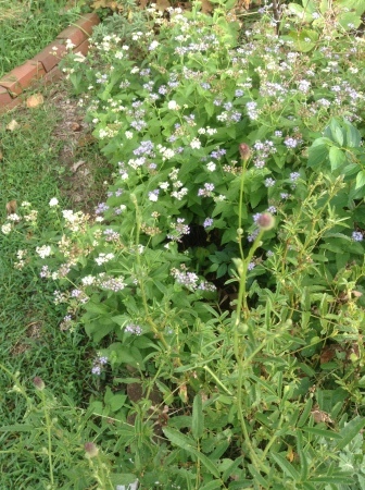 斑入りの鳳仙花 花の自由旋律