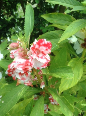 斑入りの鳳仙花 花の自由旋律