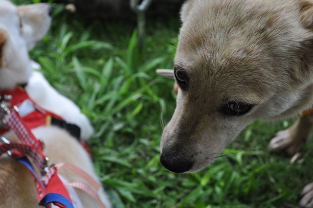 a0297327_16320731.jpeg