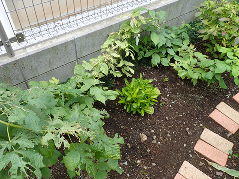 ラズベリーにまた花芽が 写真音痴の観撮日記