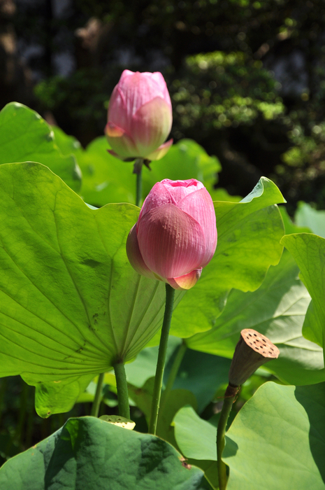 最近撮ったものとハスの開花_e0099737_9293388.jpg