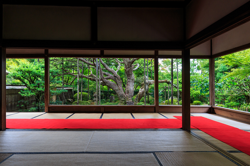 夏の庭（宝泉院）_f0155048_164172.jpg