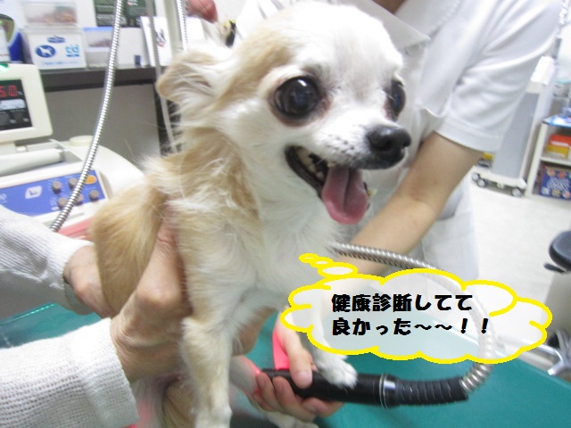 【慢性膵炎 チワワ】_b0059154_15105992.jpg