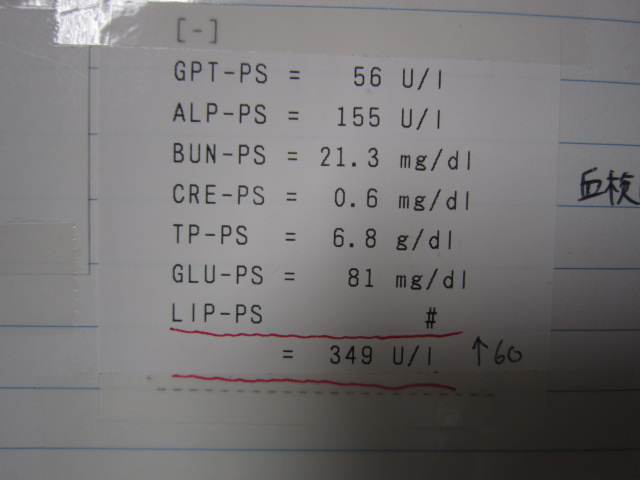 【慢性膵炎 チワワ】_b0059154_1533994.jpg