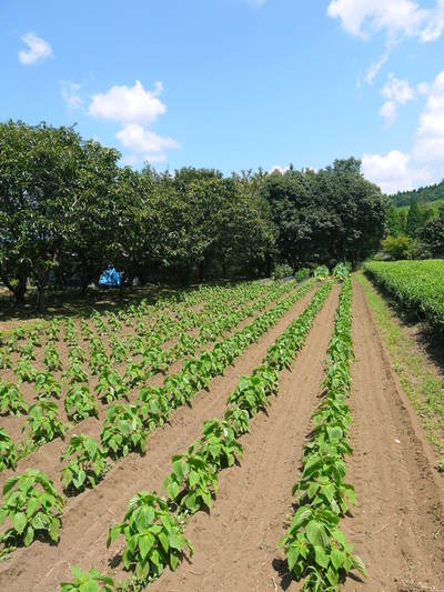 水源キウイ 今年(令和2年)も完全無農薬で育ててます!雨にも負けず元気に育ています!_a0254656_18354852.jpg