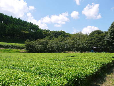 水源キウイ　今年も完全無農薬で育ててます！収穫は11月下旬!!キウイは冬のフルーツです！_a0254656_18442074.jpg