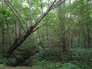 d0045362_1144299.jpg
