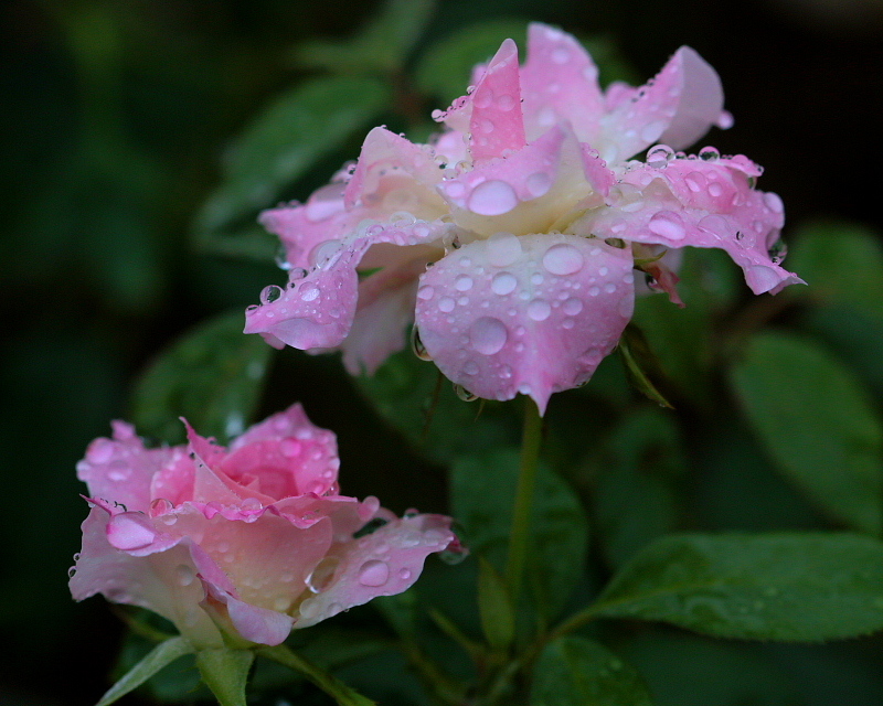 　夏薔薇さん、お疲れさま　_c0305565_18082875.jpg