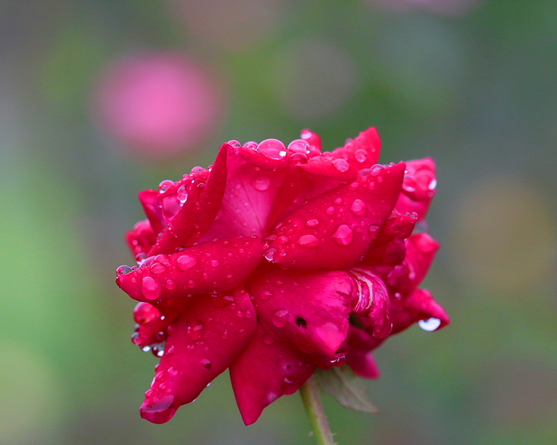 　夏薔薇さん、お疲れさま　_c0305565_18085348.jpg