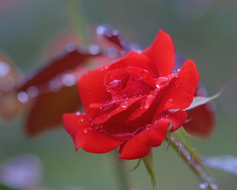 　夏薔薇さん、お疲れさま　_c0305565_18090723.jpg