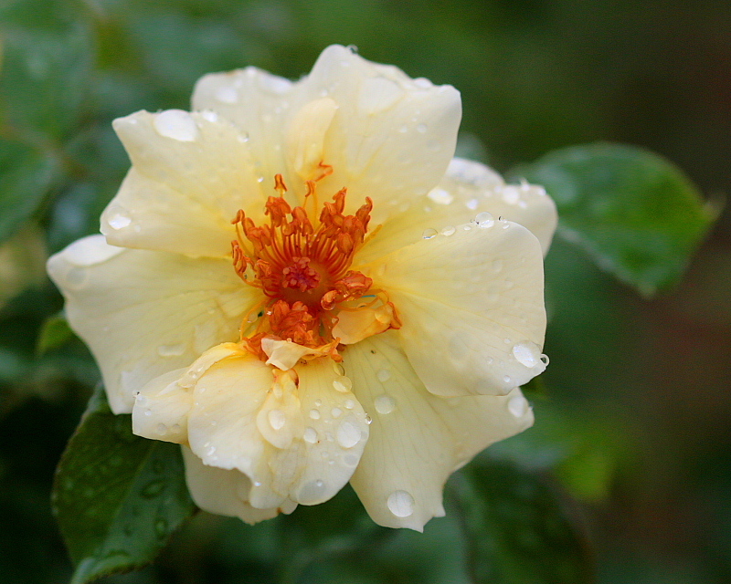 　夏薔薇さん、お疲れさま　_c0305565_18095432.jpg