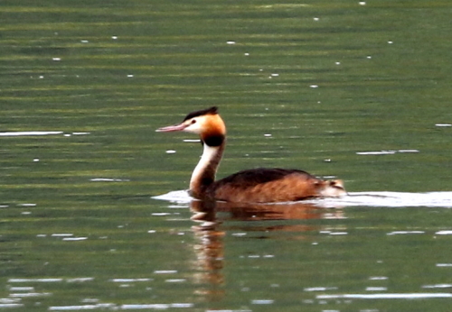 カンムリカイツブリ夏羽とミミカイツブリ夏羽_d0262476_6244568.jpg