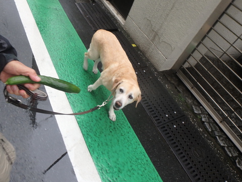 今日は殆ど散歩出来ませんでした_f0052277_25774.jpg