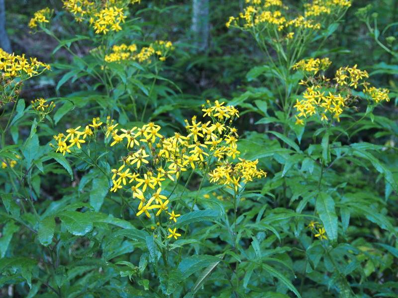 f0372177_16522288.jpg