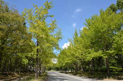 大仙公園・日本庭園と雲_c0229483_23215747.jpg