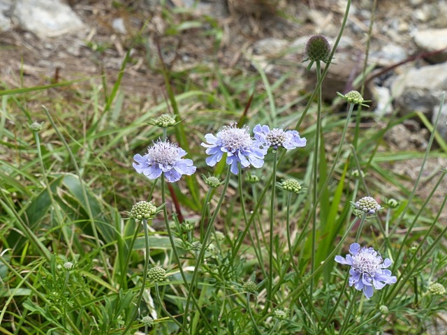 花が気になり一の峰、二の峰、地蔵峠_f0357487_2020890.jpg