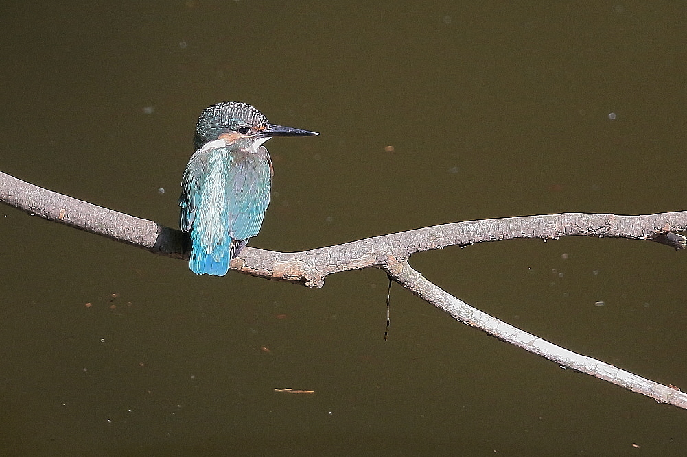 珍しや　MFの池にカワセミが_d0334291_19204261.jpg