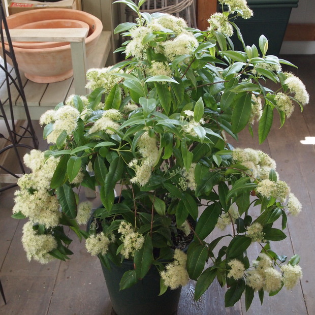レモンマートルをカット Sola Og Planta ハーブとお花のお庭日記