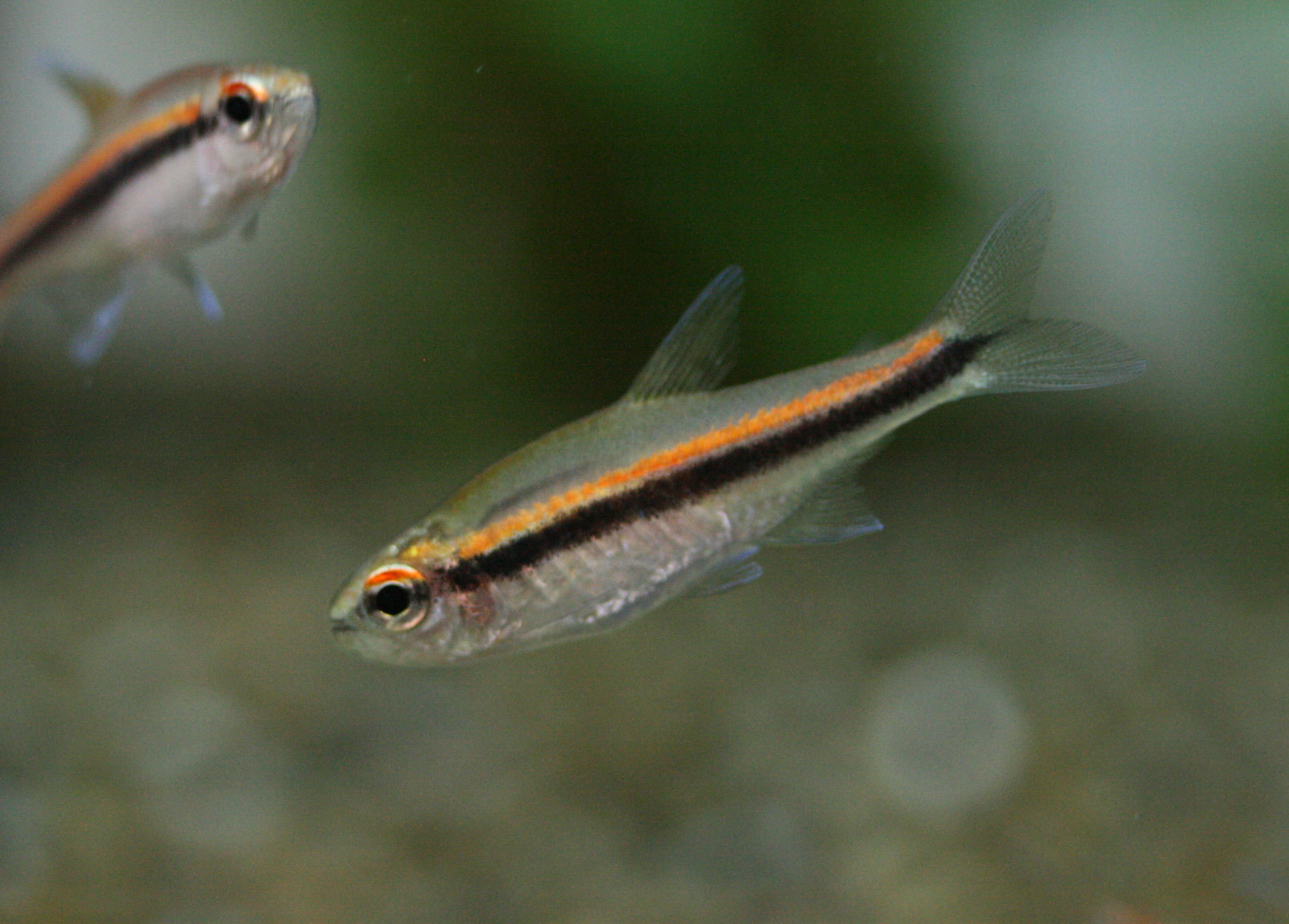 珍カラご紹介 ビーボックスアクアリウム 熱帯魚情報