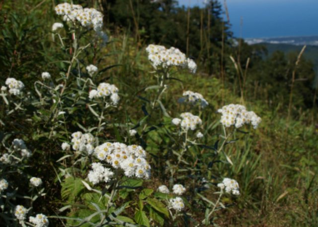 a0345007_17592381.jpg