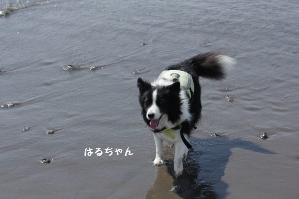 d0224111_16351799.jpg