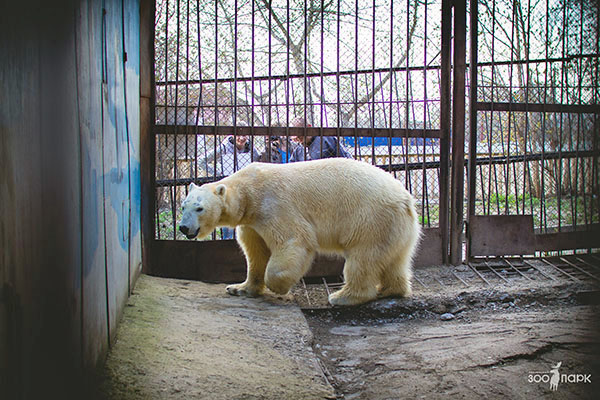 ロシア・ペンザ動物園のベルィに夏の旧舎最後の特別給餌 ~ ロシア地方都市動物園の素朴なイベント_a0151913_14114080.jpg