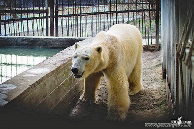 ロシア・ペンザ動物園のベルィに夏の旧舎最後の特別給餌 ~ ロシア地方都市動物園の素朴なイベント_a0151913_2183565.jpg