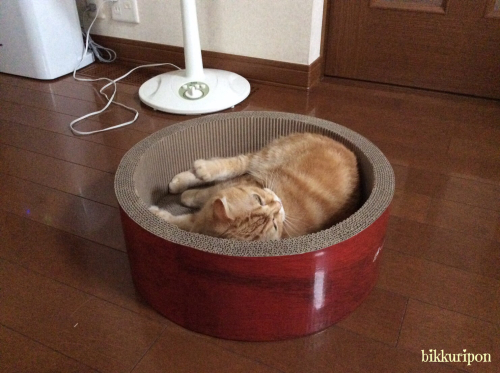 増え続ける猫用品_d0344913_10312135.jpg