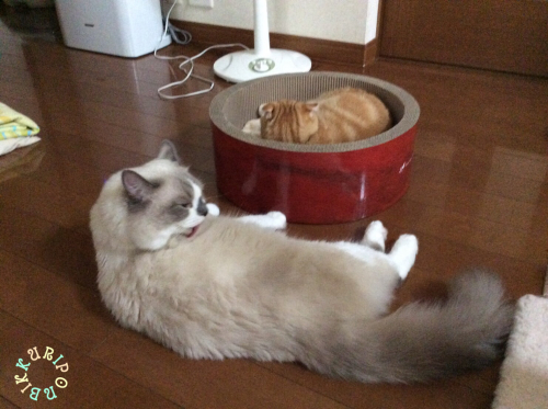 増え続ける猫用品_d0344913_10312518.jpg