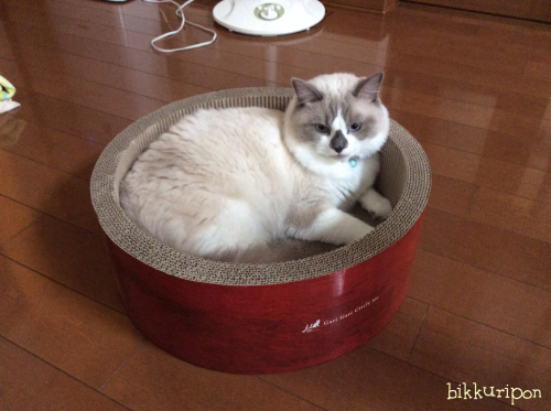 増え続ける猫用品_d0344913_10313102.jpg