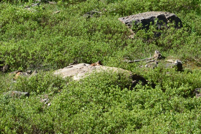 2016.7.2 Canada 23~ タカカウ滝につくまで ~_f0046614_13405915.jpg
