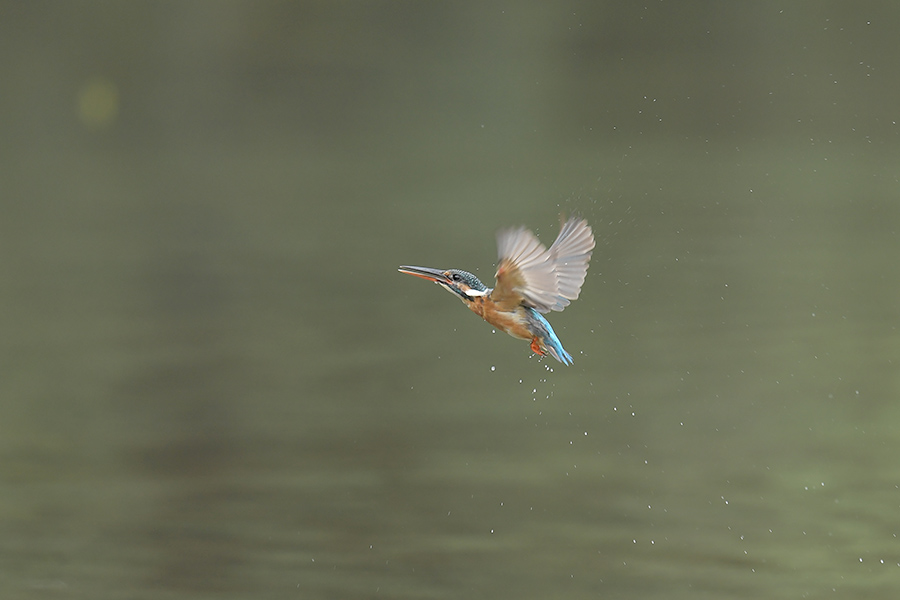 160829 雌の水物など_c0278820_20231619.jpg