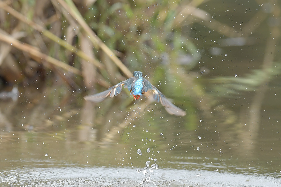 160829 雌の水物など_c0278820_2034740.jpg