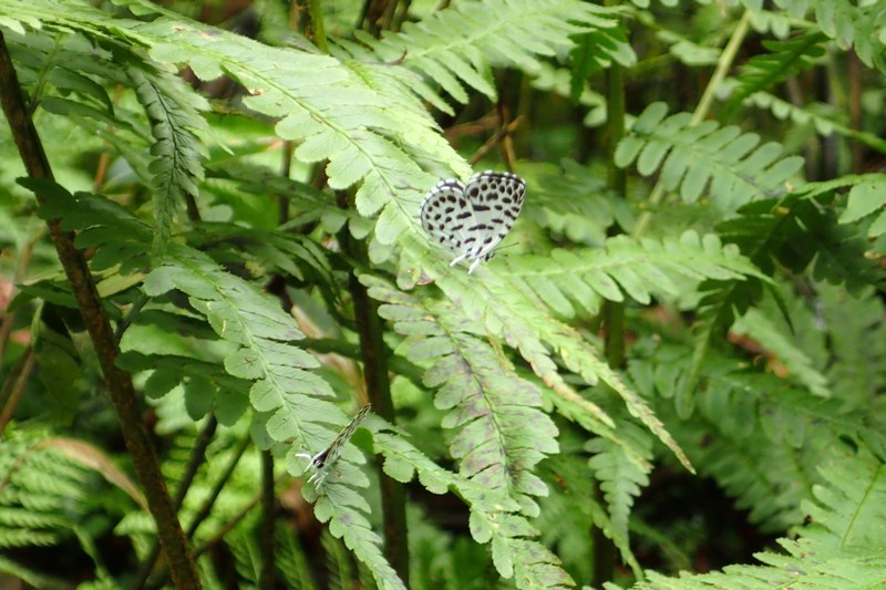 c0369423_16200904.jpg