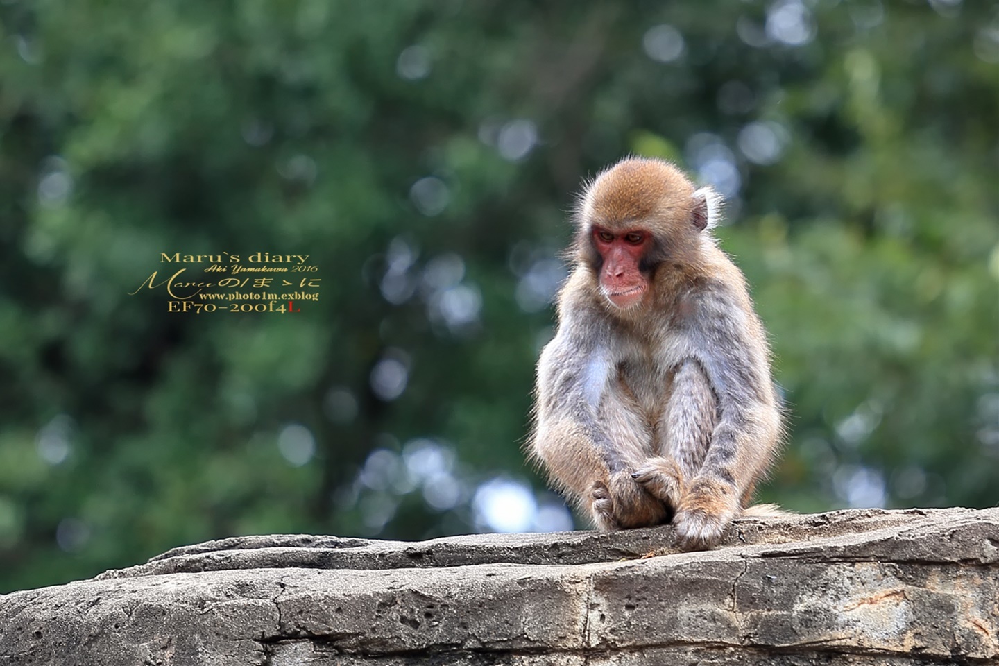 まゝに/サル山にて/サル山シリーズその5_d0342426_01464275.jpg
