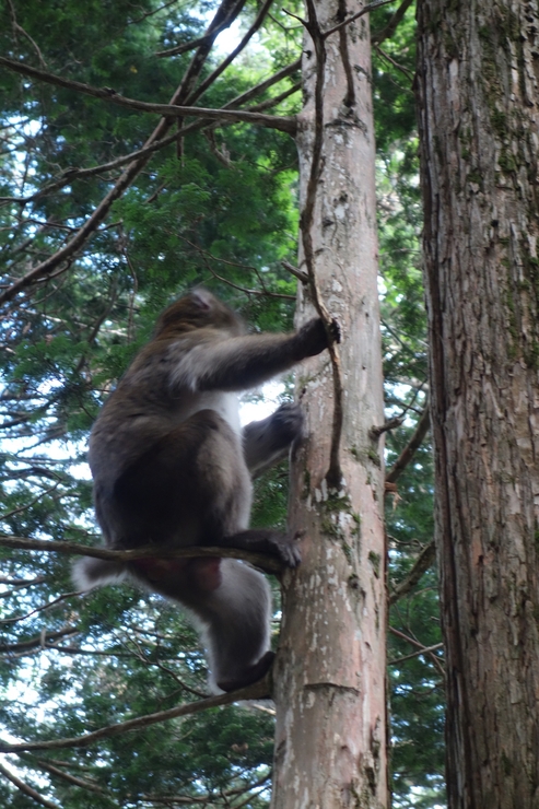 長野県に癒やされよう その8～今年の干支！2016年はさる年！_a0287336_231644.jpg