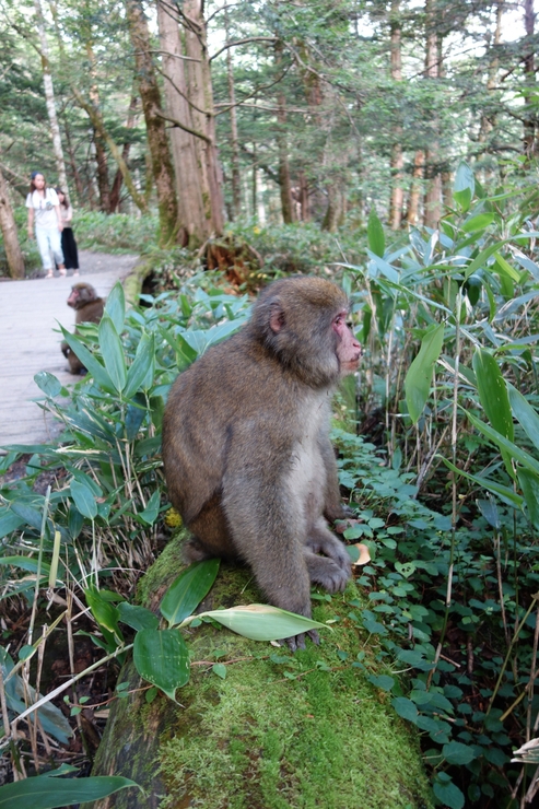 長野県に癒やされよう その8～今年の干支！2016年はさる年！_a0287336_23311949.jpg