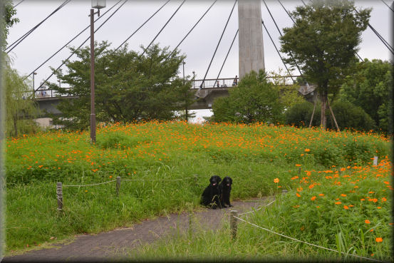 ワンワン孝行　＠木場公園_f0363141_5213929.jpg