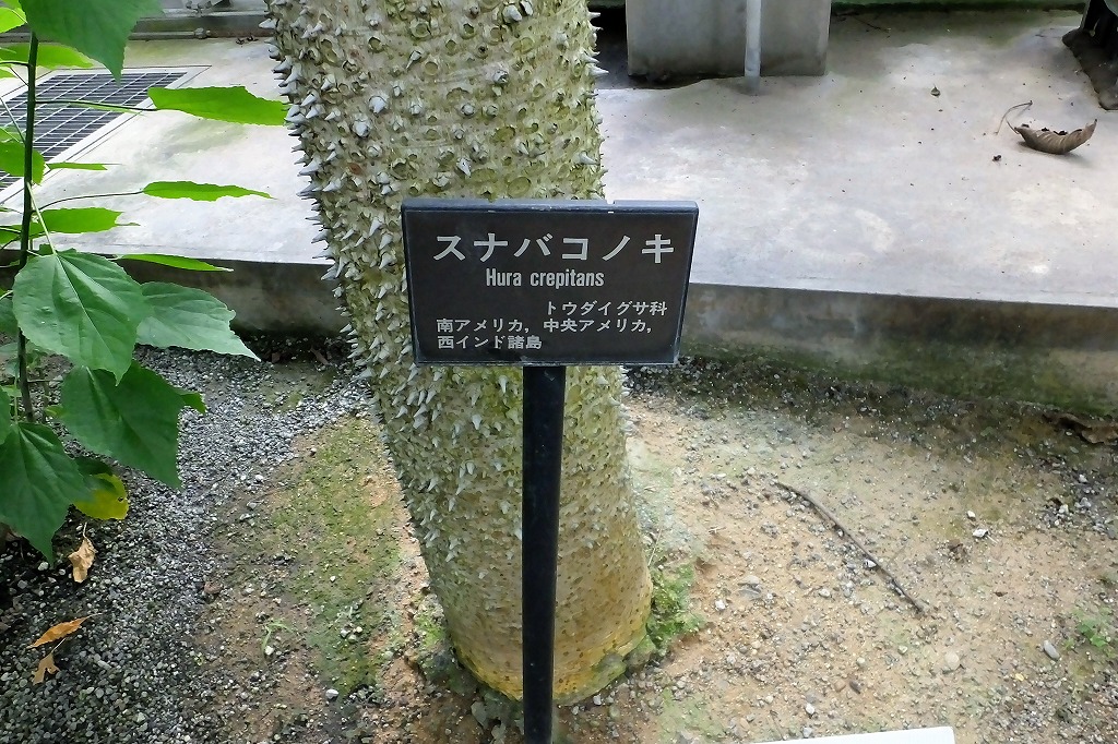 植物園の温室で　　　　　　　　　_b0236251_10225524.jpg