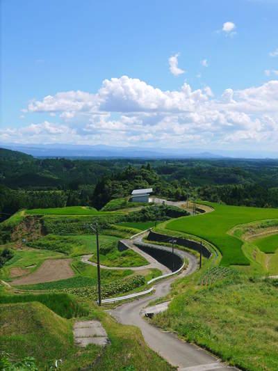 菊池水源棚田米 お米の花(出穂)の様子 平成27年度の『菊池水源棚田米』は残りわずかです!_a0254656_17175798.jpg
