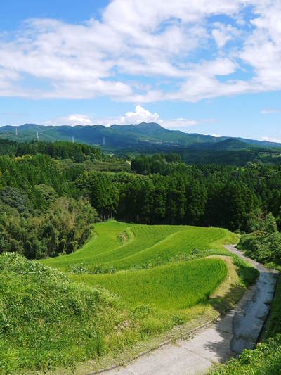 菊池水源棚田米 お米の花(出穂)の様子 平成27年度の『菊池水源棚田米』は残りわずかです!_a0254656_1726284.jpg