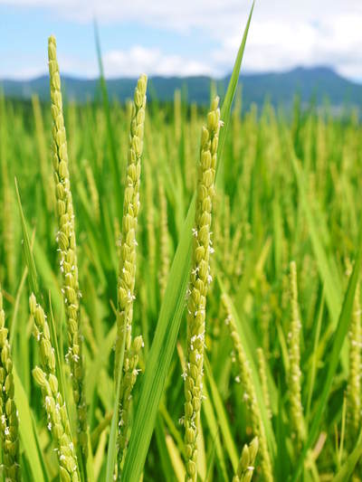菊池水源棚田米 お米の花(出穂)の様子 平成27年度の『菊池水源棚田米』は残りわずかです!_a0254656_1737311.jpg